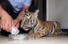 大连大虎爆料最新消息,揭秘重大事件背后真相